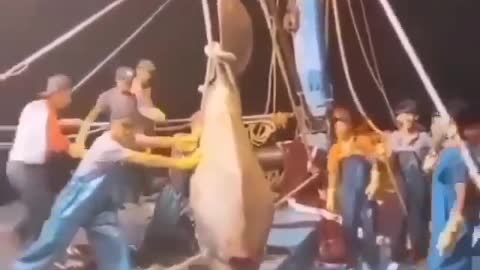 This is a beautiful and charming water-dwelling species