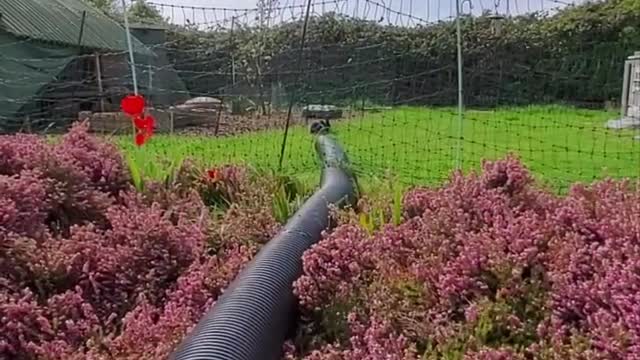 Bunny Tube Allows Rabbits to Come and Go as They Please