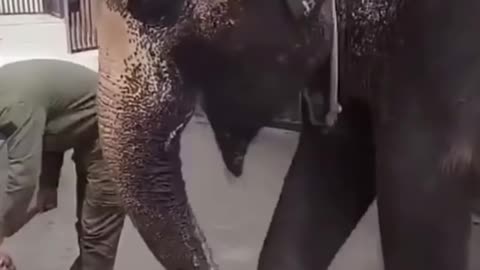 Best Funny Animal Videos for 2023