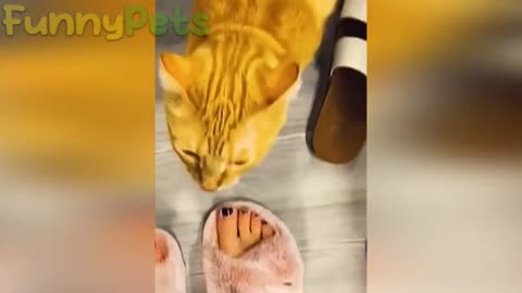 funniest cat and dog😹🐶-best funniest animal videos 2023 😂EP.4