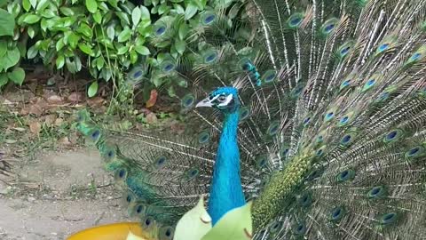 The peacock