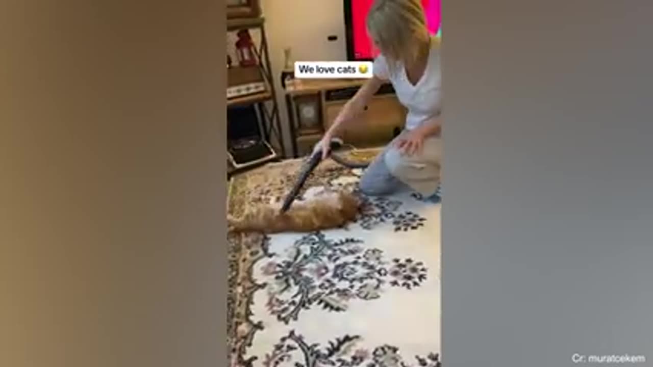Funny pets video