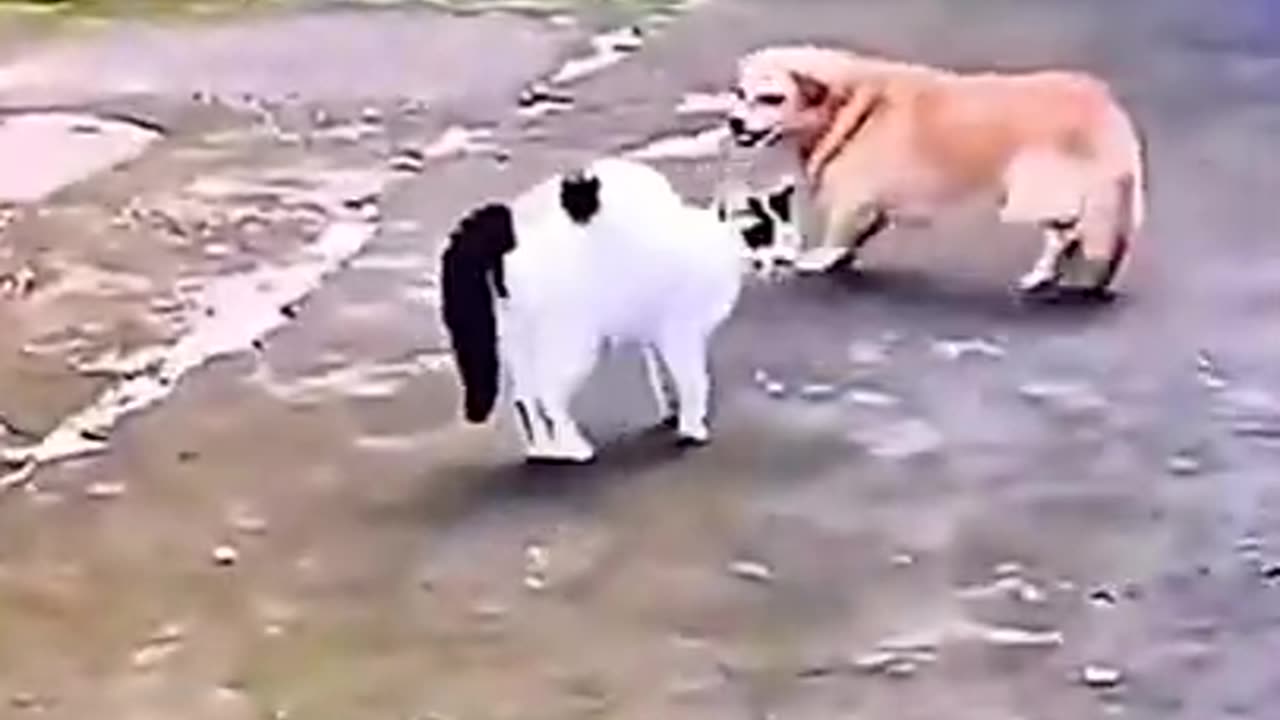 Fight Cat vs Dog