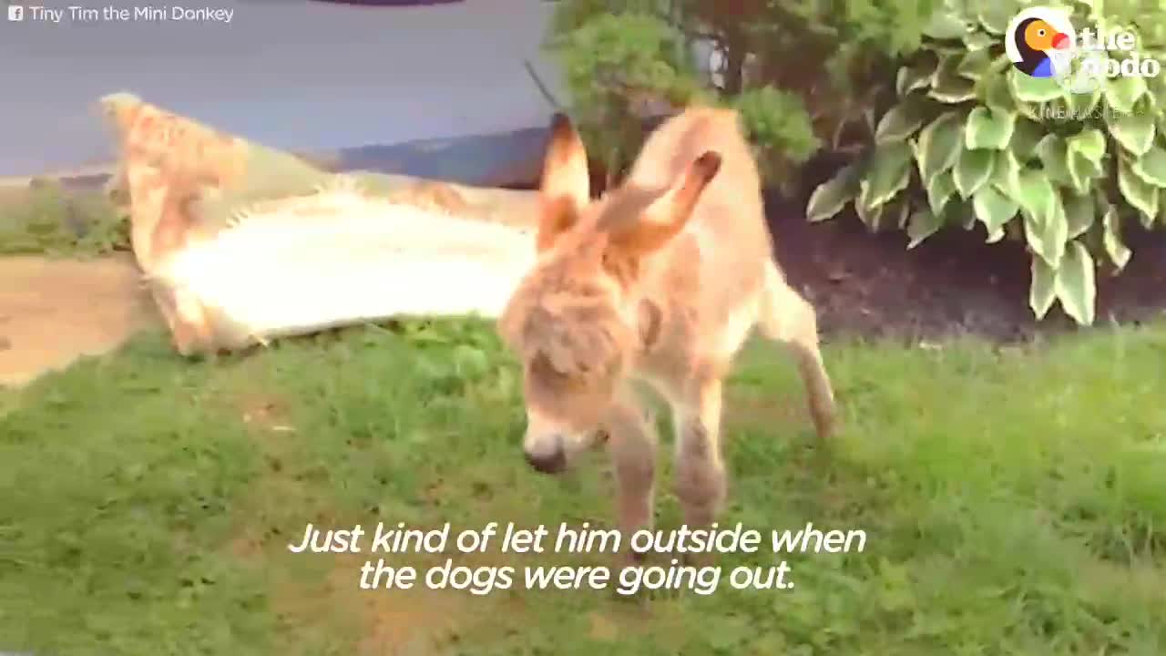 Tiny donkey think he's actually a dog