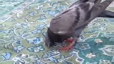 Pigeon Praying