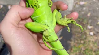 Iguana Is Vibing