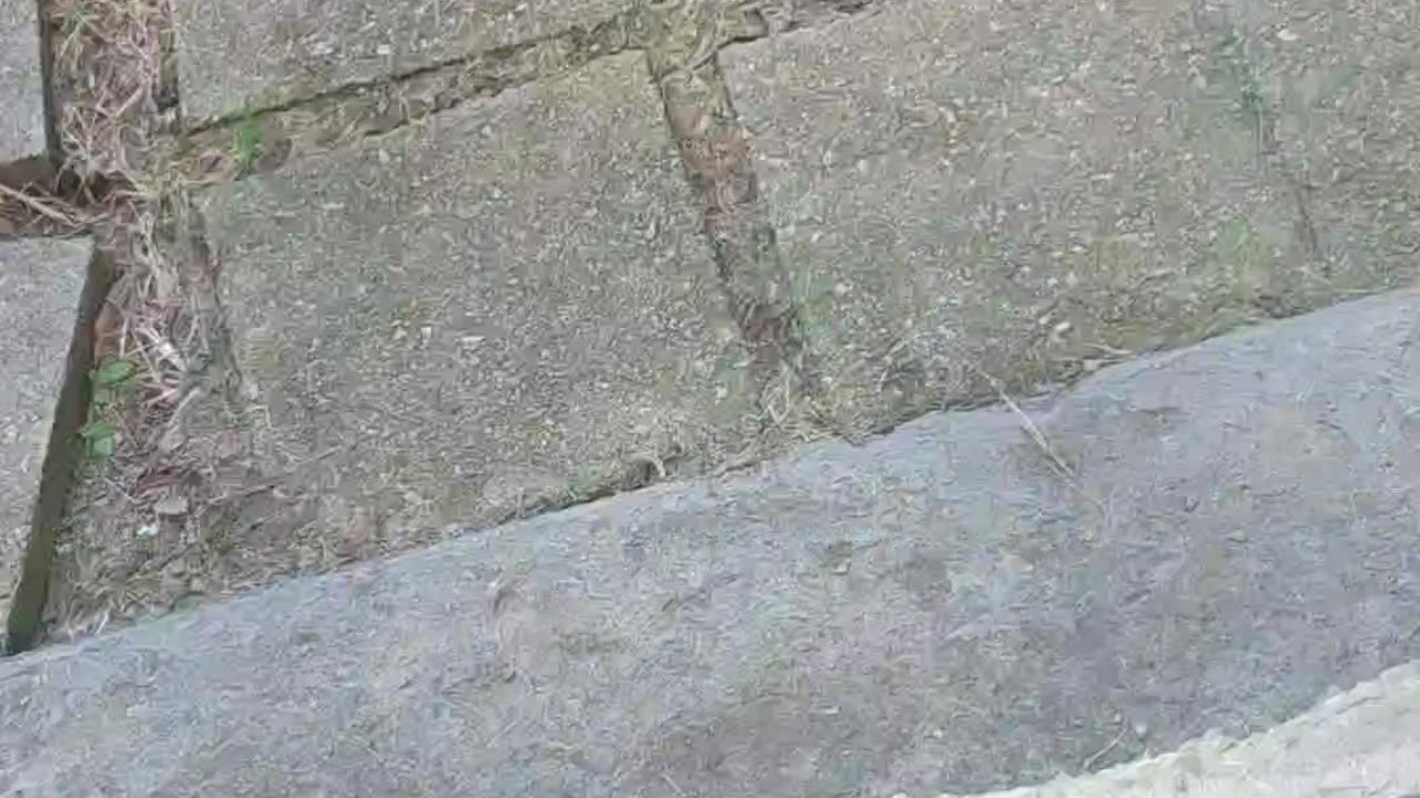 shadow at my back door