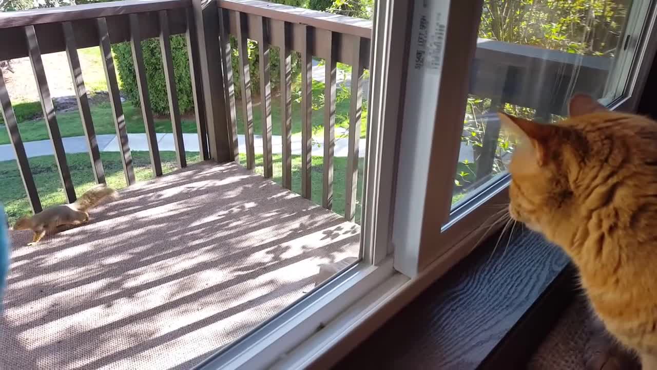 Orange tabby cat barks at squirrel