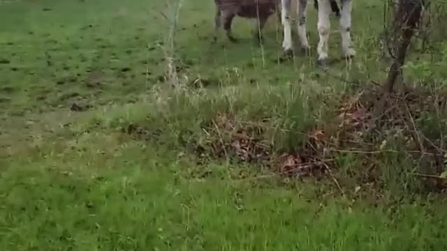 Dog touched the electric fence ⚡ and the donkey laughed at him 😂🤣