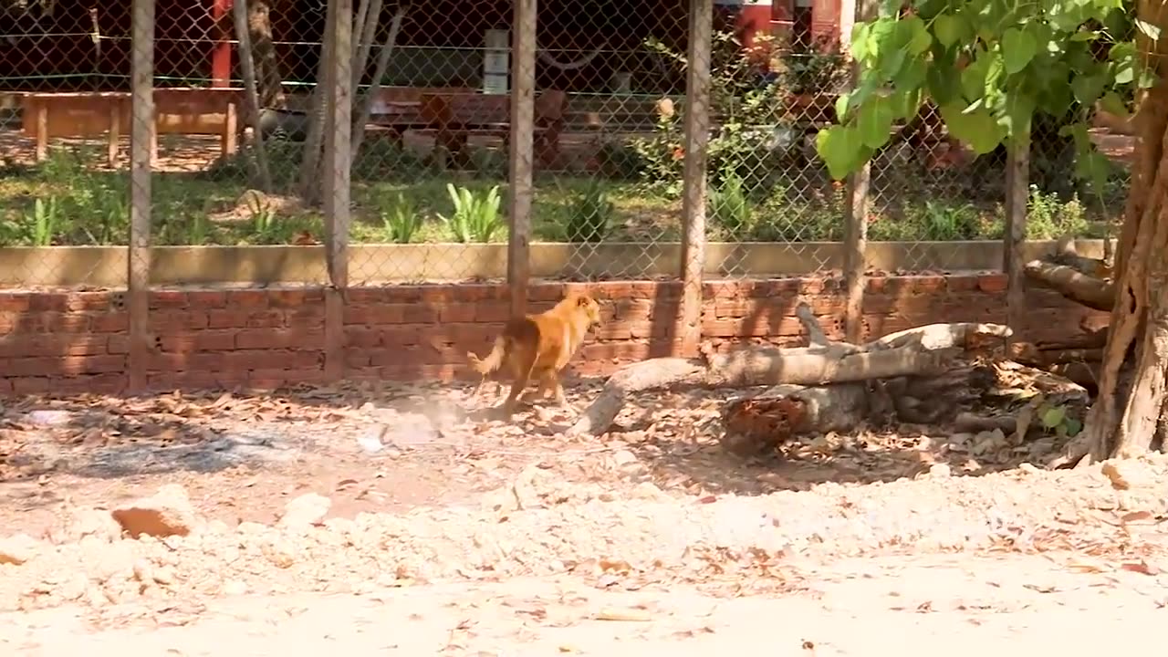 Supper Bamboo Basket & Ring Prank On Dog