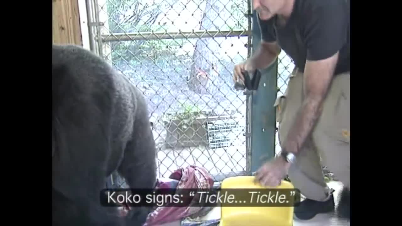 Koko's Tribute to Robin Williams