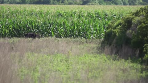 Black Bears In North Carolina