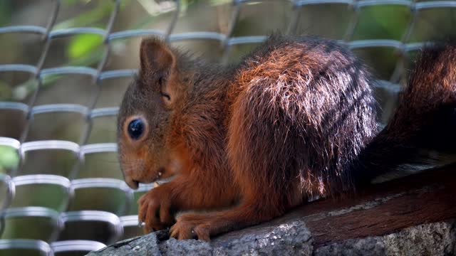 Squirrel Rodent Eats