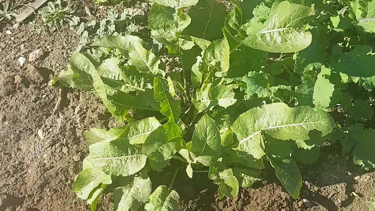 Horseradish needs a year to grow!