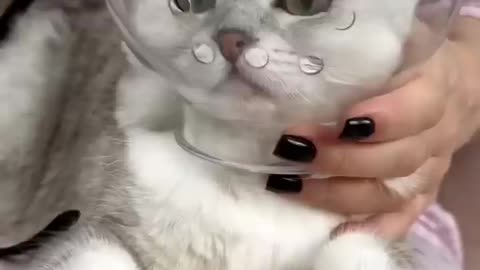 How to trim cat claws 😹