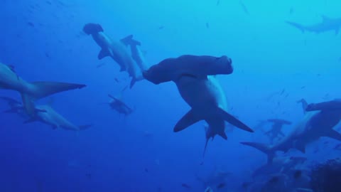 Thousand of hammerhead shark swims past as soon as the scuba diver hunkers down