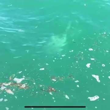 Ridiculous Shark attacks another shark