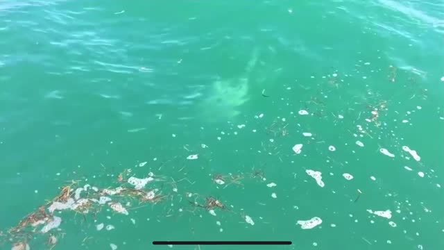 Ridiculous Shark attacks another shark