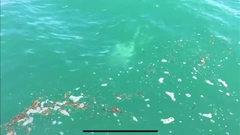 Ridiculous Shark attacks another shark