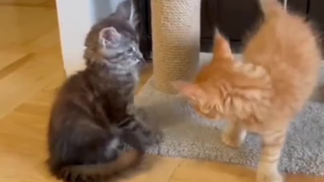 Try not to laugh 𤣠WWE cats championshipš sh