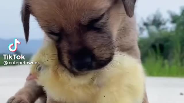How cute is the way the dog protects the chick