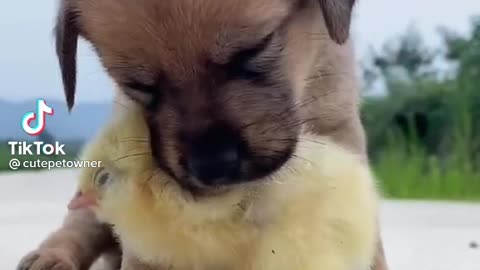 How cute is the way the dog protects the chick