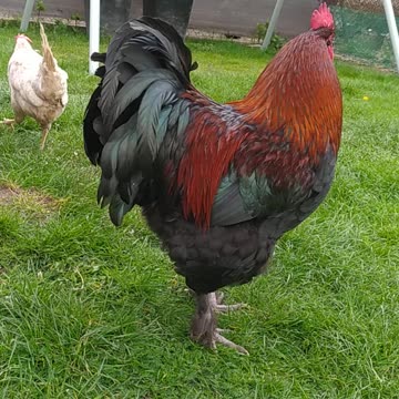 Sapphire takes care of his girlfriend ;-)