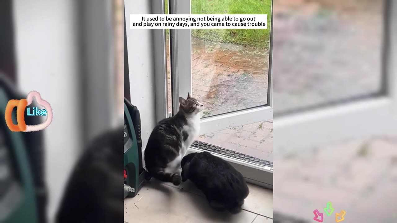 Kitty: Get away!!!