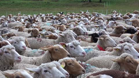 The Crowd Of Sheep Looking So Awesome