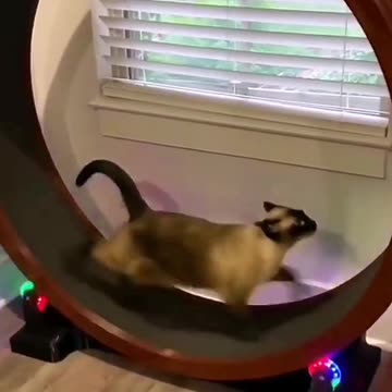 Funny Animal | If cats can do exercise. Whats your excuse? 😄