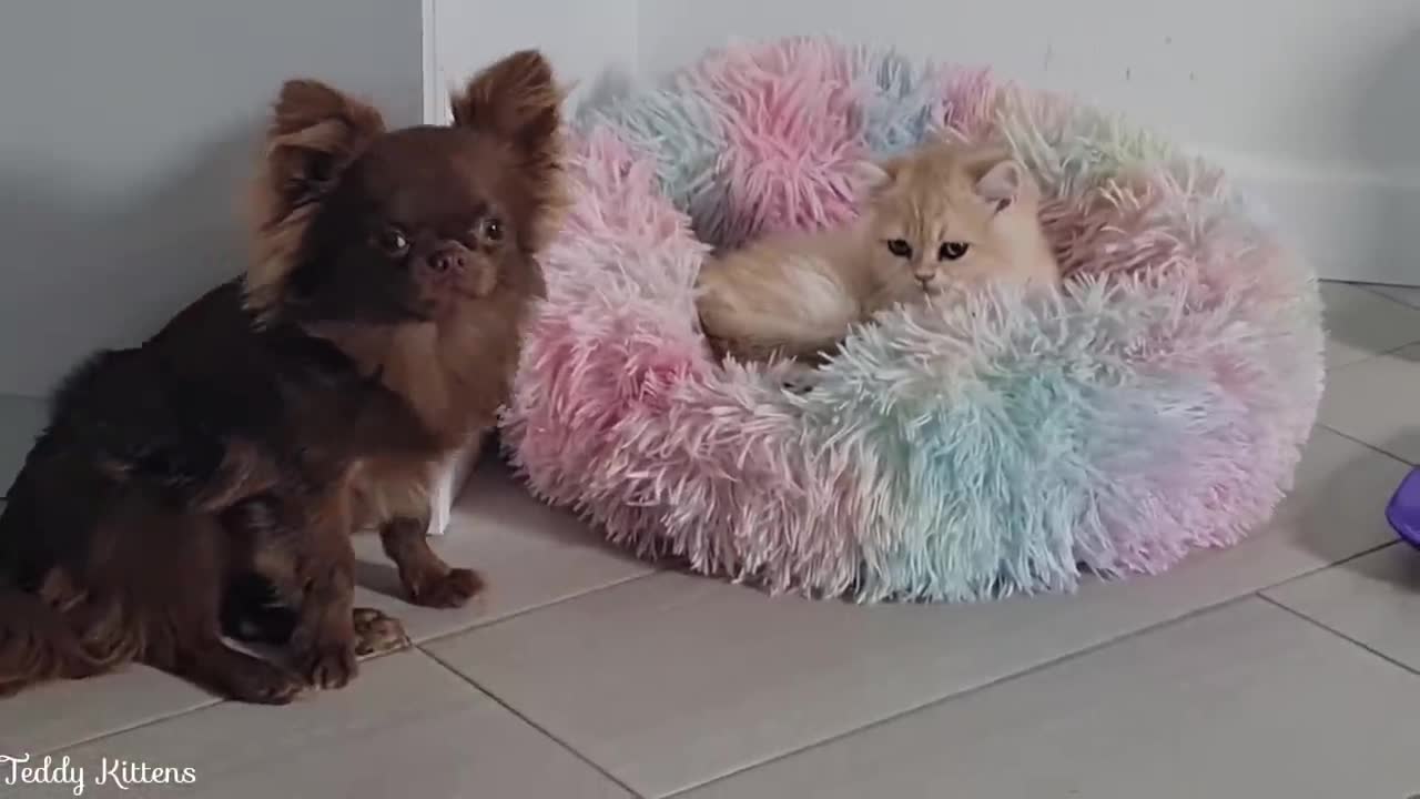 Kitten Simba took Arnold's couch