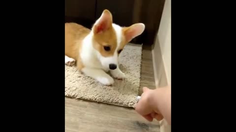 ULTIMATE|| Animal Compilation || Funny Fails || viral || comedy