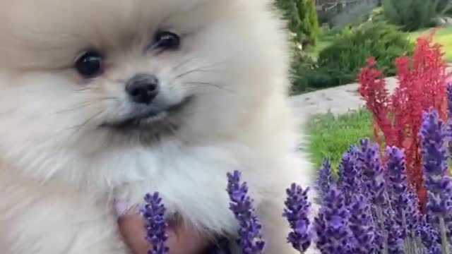 Baby dog with his owner..😘
