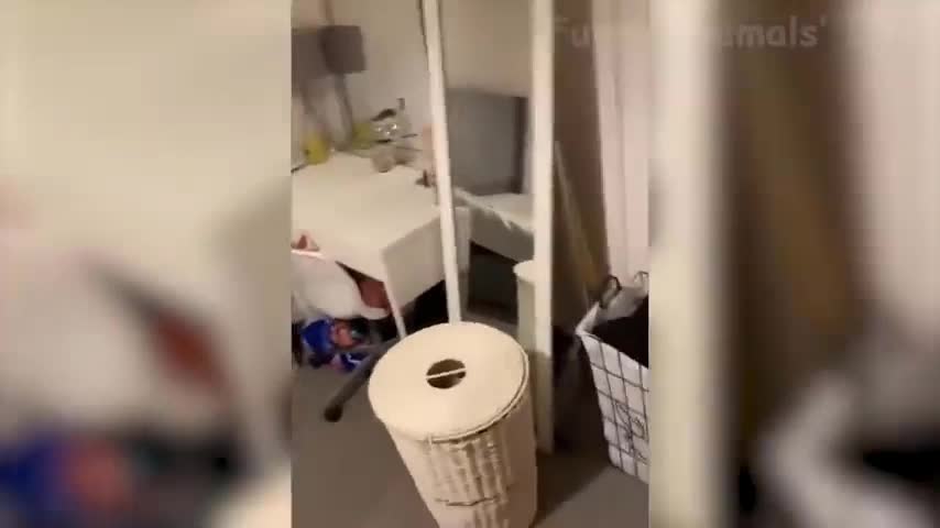 wtf squirrel