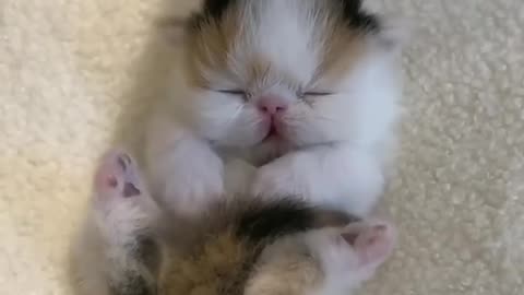 Funny Animal Videos 2024 Best Dogs And Cats Videos 😺😍 #viralsortvideo 76