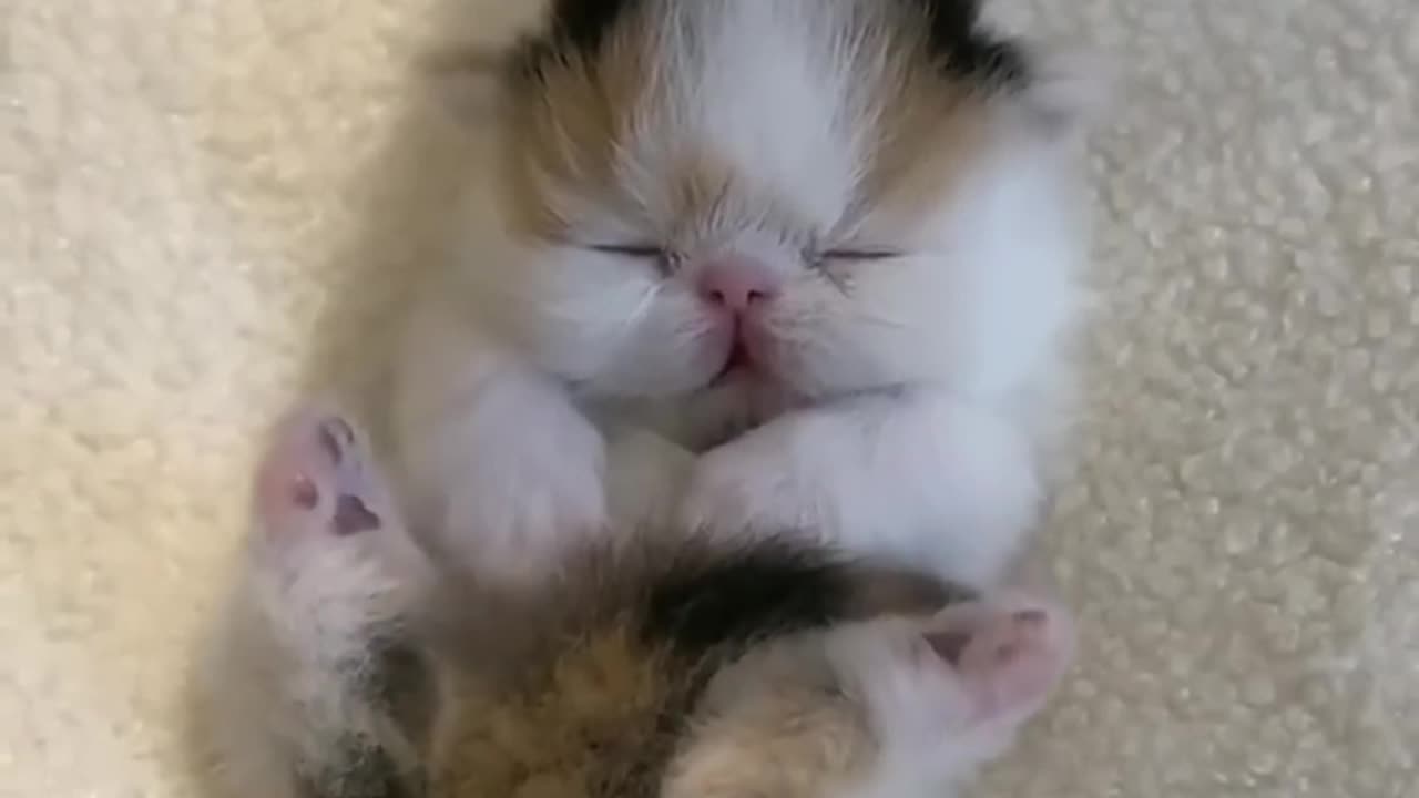 Funny Animal Videos 2024 Best Dogs And Cats Videos πΊπ #viralsortvideo 76