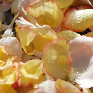 Fresh Flowers Video Beautiful Nature Flowers