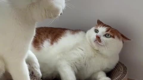 I never conflict with cats 😂