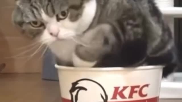 Funny cat part 3