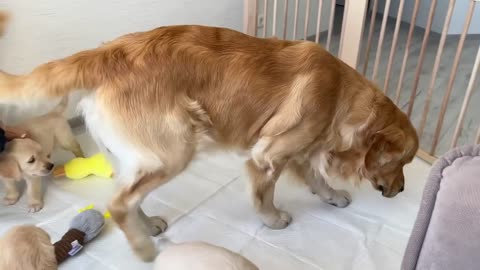 Mom Cat with Tiny Kittens Stole a Golden Retriever's Bed