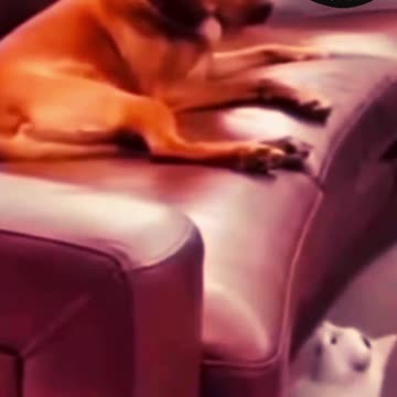 Cat hides when waking up sleeping dog - wake him up