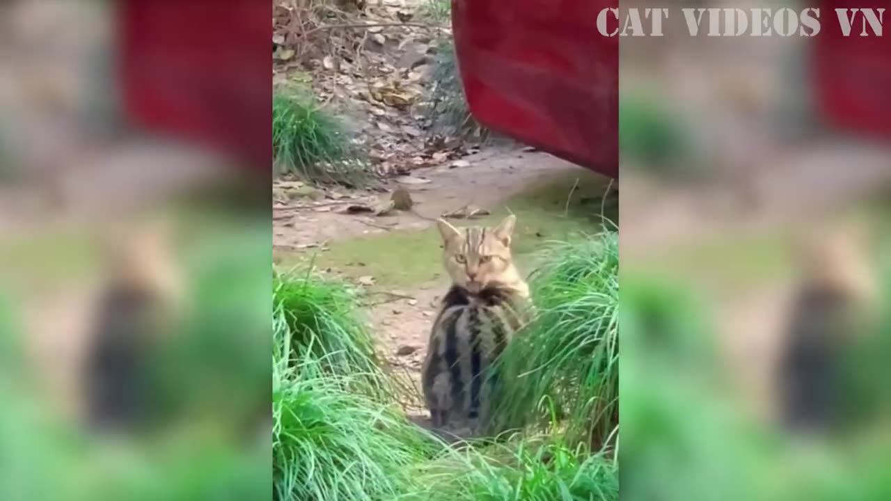 Funny animal videos