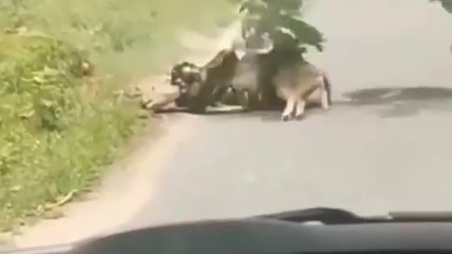 STUBBORN SANKE PYTHON