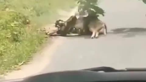STUBBORN SANKE PYTHON