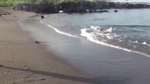 For the first time, I saw a small shark being chased to the beach by a seal