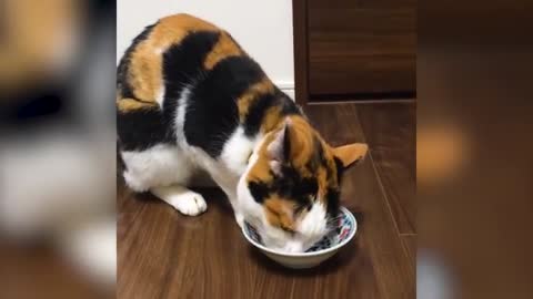 Cat Cuddles With Bowl