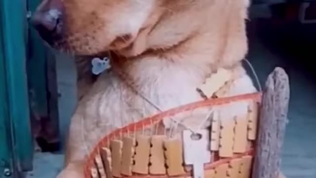 FUNNY DOGS - TRY NOT TO LAUGH