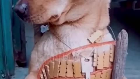 FUNNY DOGS - TRY NOT TO LAUGH