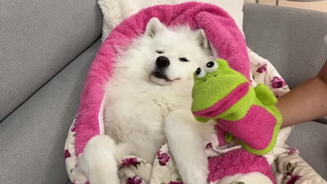 A Day In My Dog's Life As A Human