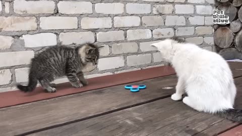 Funny and cute animal videos part #5